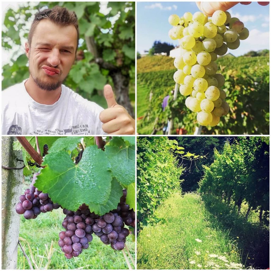 Matic of Matic wines giving a thumbs up, and photos of red and white grapes and the green, grassy vineyard in Slovenia