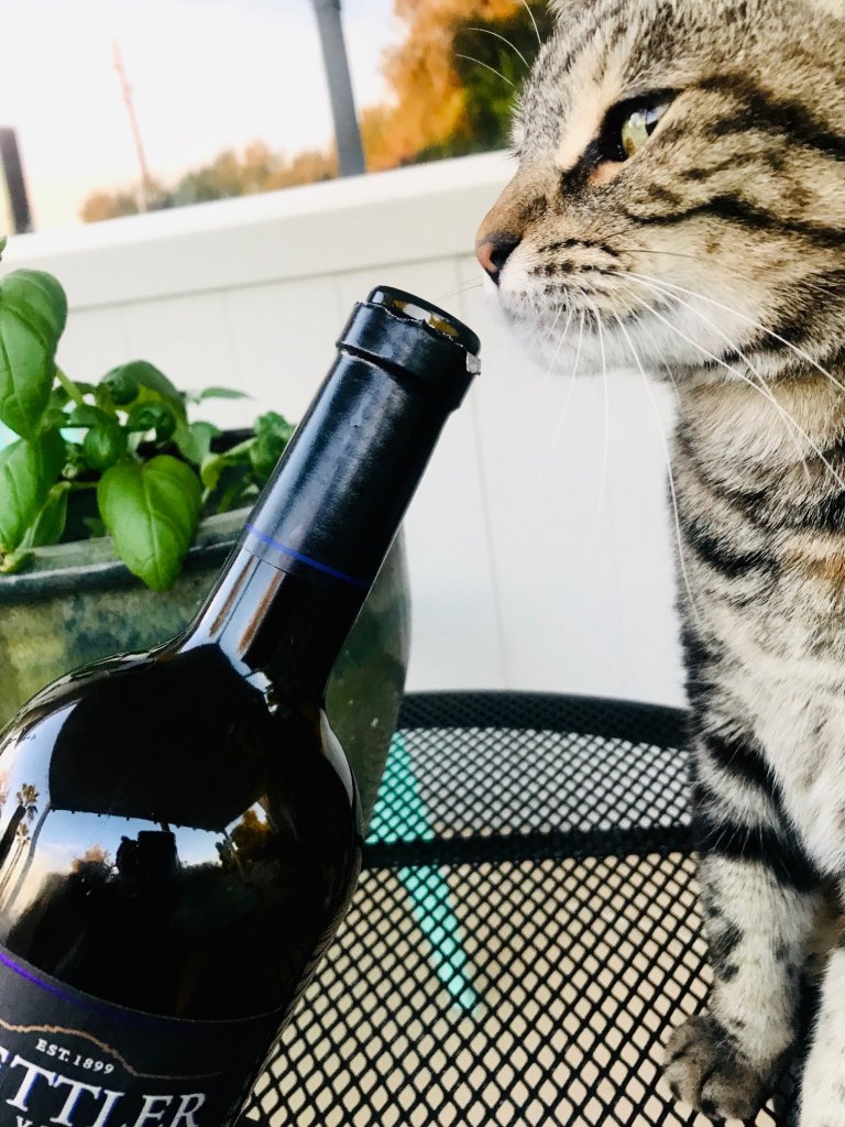 Wine cat smelling wine