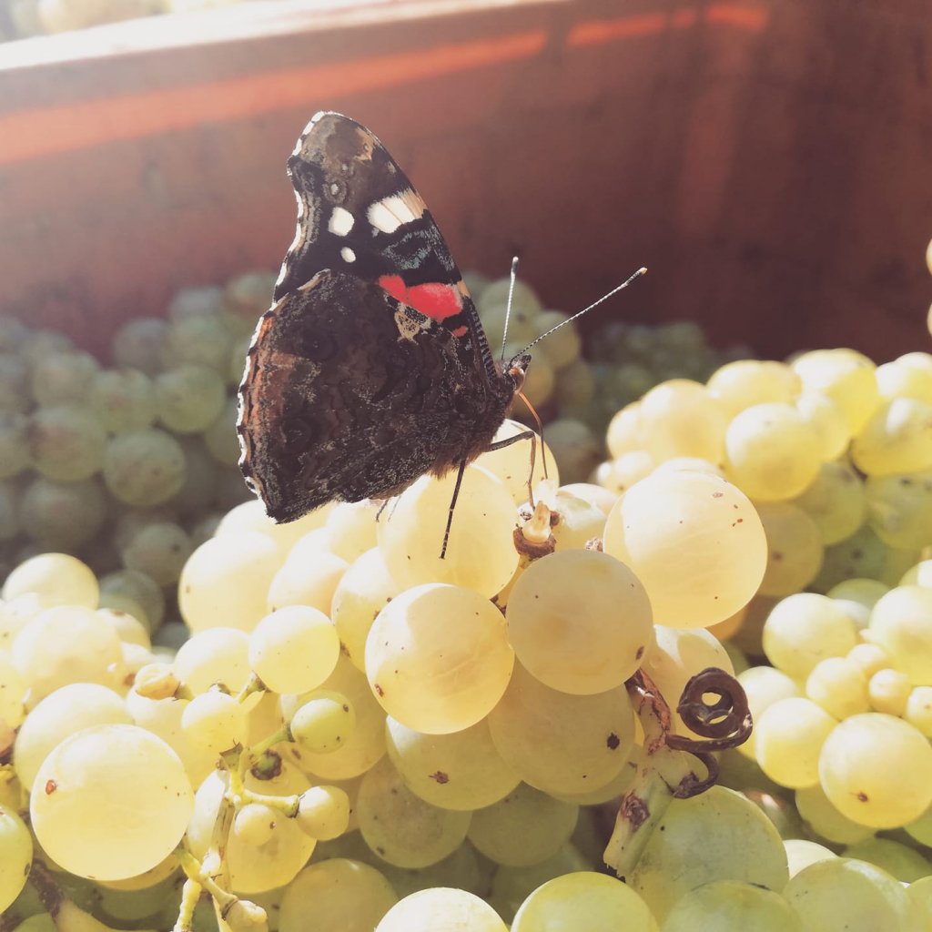 White wine grapes with a sweet butterfly sitting on them