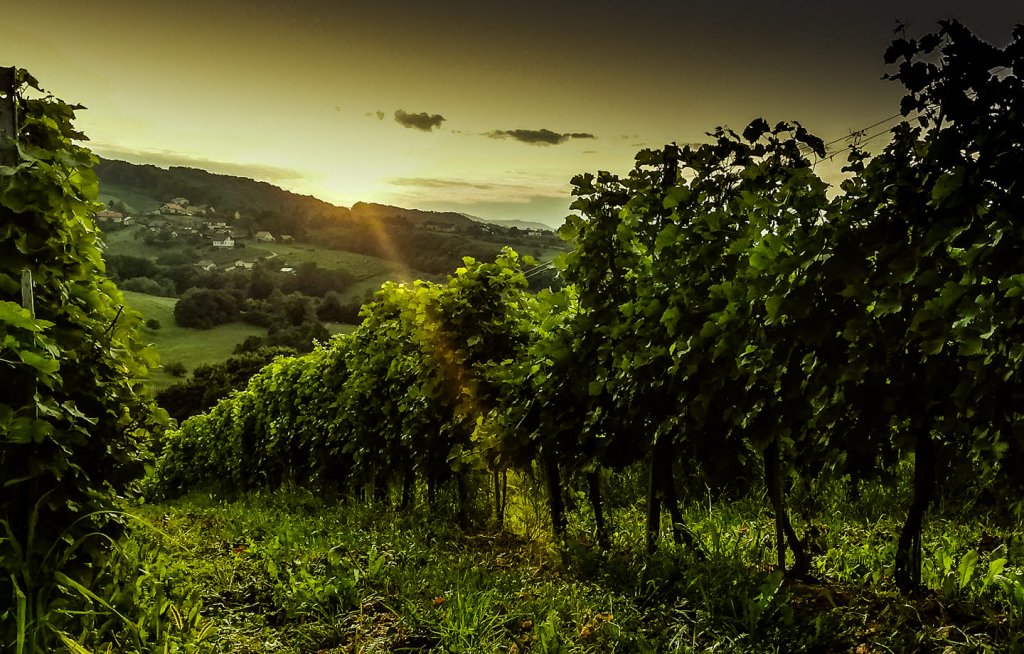 scenic view of Matic Wines vineyard at sunset